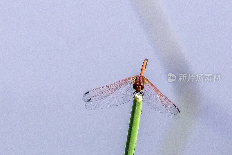 红脉镖鲈(Sympetrum fonscolombii)